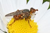 Myopa tessellatipennis