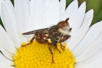 Myopa tessellatipennis