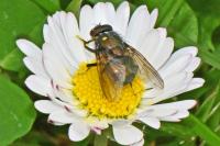 Eudasyphora