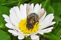 Eudasyphora