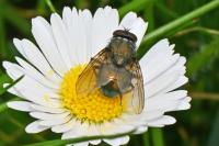 Eudasyphora