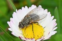 Pollenia