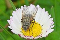 Pollenia
