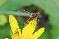 Melanostoma scalare