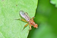 Norellisoma spinimanum