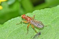 Norellisoma spinimanum