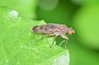 Scathophagidae