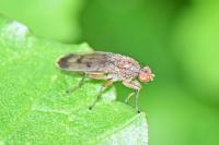 Scathophagidae