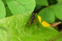 Chrysopilus cristatus
