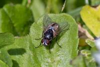 Musca autumnalis