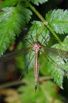 Tipula flavolineata