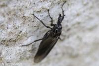 Dilophus febrilis
