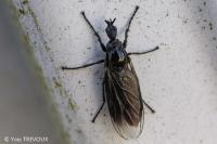 Dilophus febrilis