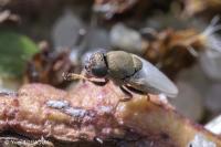 Hecamede albicans