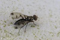 Geomyza tripunctata