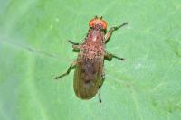 Scathophaga
