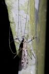 Tipula confusa