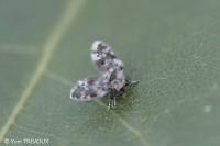 Clytocerus ocellaris