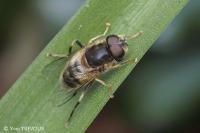 Eristalis pertinax