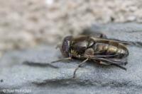 Eristalinus aeneus