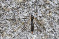 Ptychoptera contaminata
