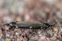 Scatopse notata