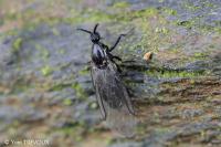 Scatopse notata