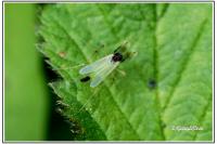 Microtendipes pedellus