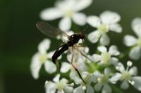 Empis nigritarsis