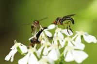 Empis nigritarsis