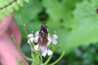 Rhingia campestris