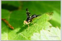 Euleia heraclei