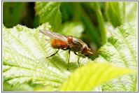 Rhingia campestris