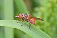 Rhingia campestris