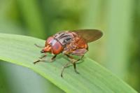 Rhingia campestris