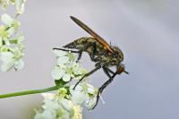 Empis tessellata