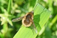 Bombylius