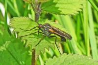 Empis tessellata