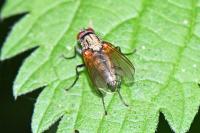 Hydrophoria lancifer