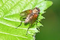 Hydrophoria lancifer