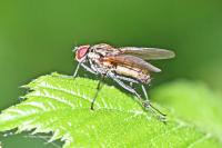 Hydrophoria lancifer