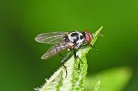 Anthomyia procellaris