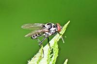 Anthomyia procellaris