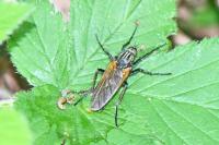 Empis tessellata