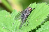 Polietes lardarius