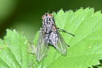 Polietes lardarius
