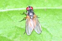 Phaonia
