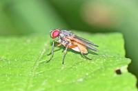 Phaonia