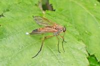 Rhagio tringarius
