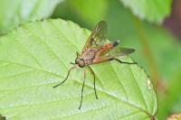 Rhagio tringarius